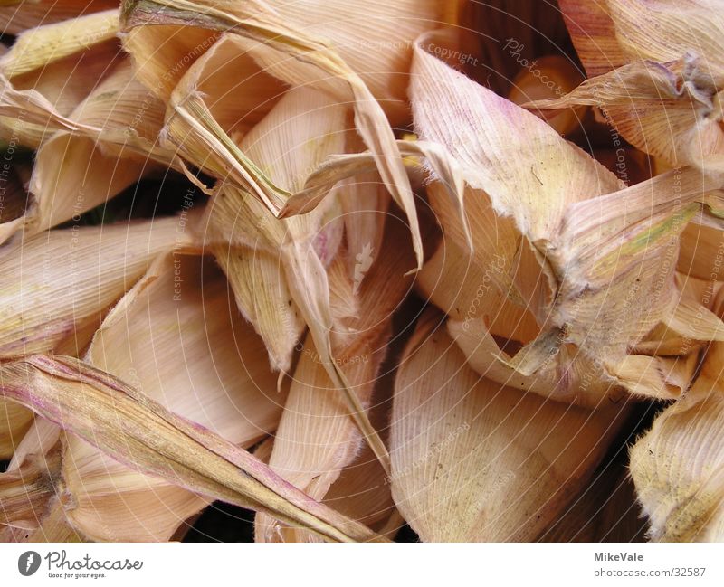 corn leaf Leaf Dry Maize Dried Macro (Extreme close-up) Vegetable Structure
