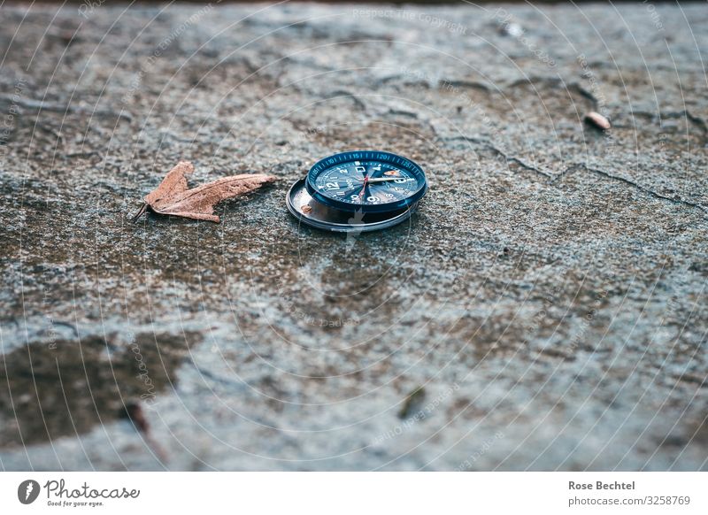 Timeless Clock Seed Grove birch Stone Brown Gray Calm Fear of the future Cold Transience Clock face Broken Colour photo Exterior shot Deserted Copy Space right