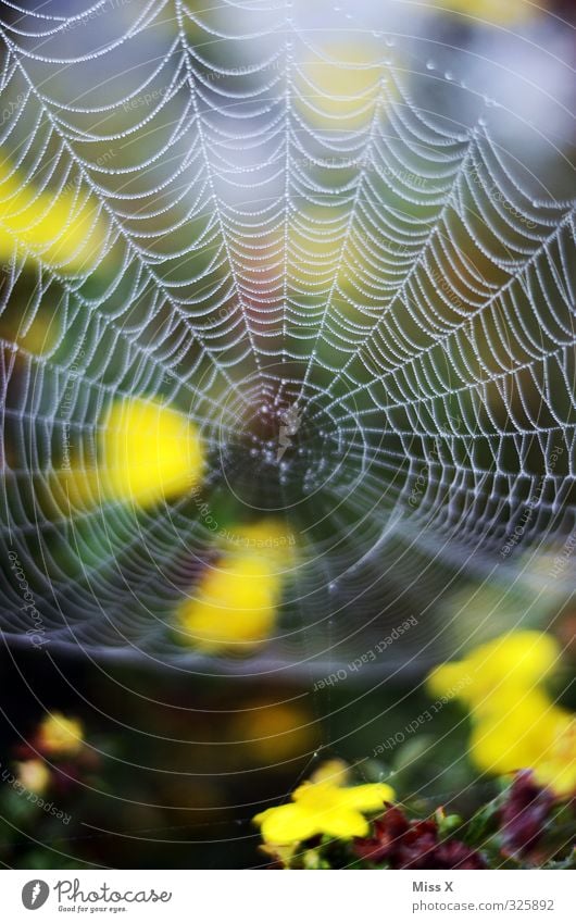 net Animal Spider Nature Network Spider's web Blossom Dew Drops of water Colour photo Multicoloured Exterior shot Close-up Pattern Deserted Copy Space top