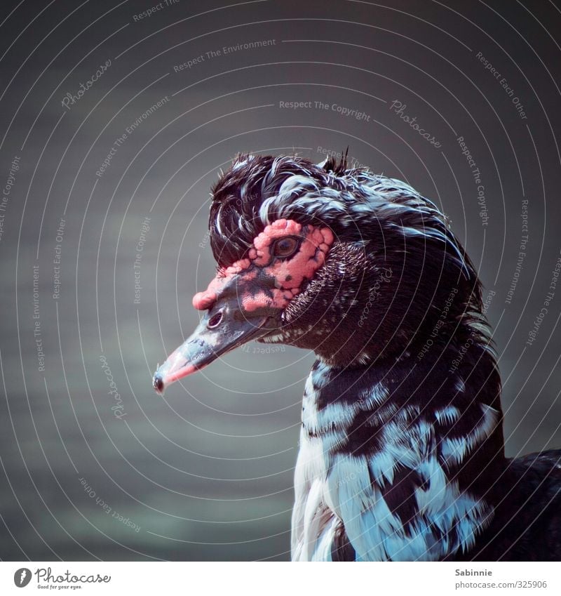 Animal UFO Wild animal Bird Animal face Duck Head Beak Eyes Hair and hairstyles Feather 1 Looking Exceptional Colour photo Subdued colour Exterior shot Close-up