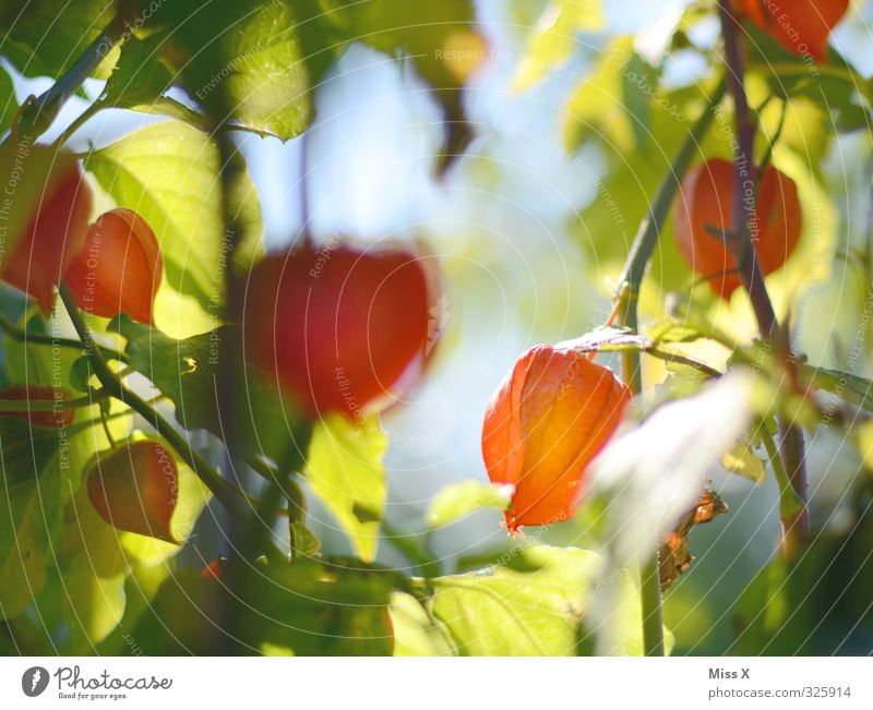physalis Food Fruit Nutrition Nature Plant Flower Blossom Garden Delicious Sweet Chinese lantern flower Physalis Red Bright Colours Colour photo Multicoloured