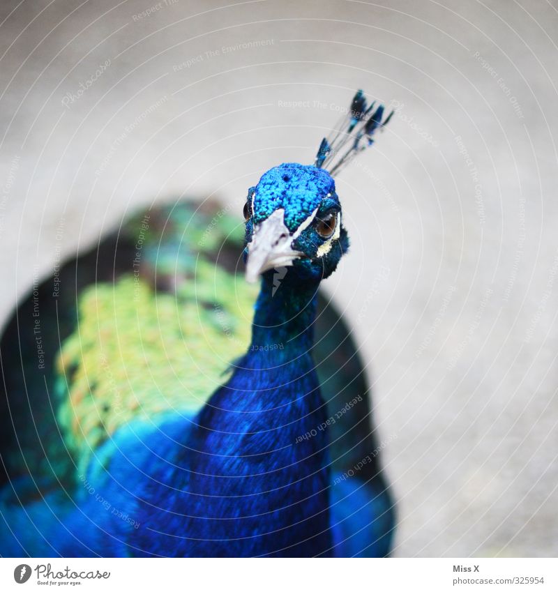 Look, peacock. Animal Bird 1 Emotions Vice Pride Conceited Peacock Peacock feather Beak Curiosity Blue Colour photo Exterior shot Close-up Deserted