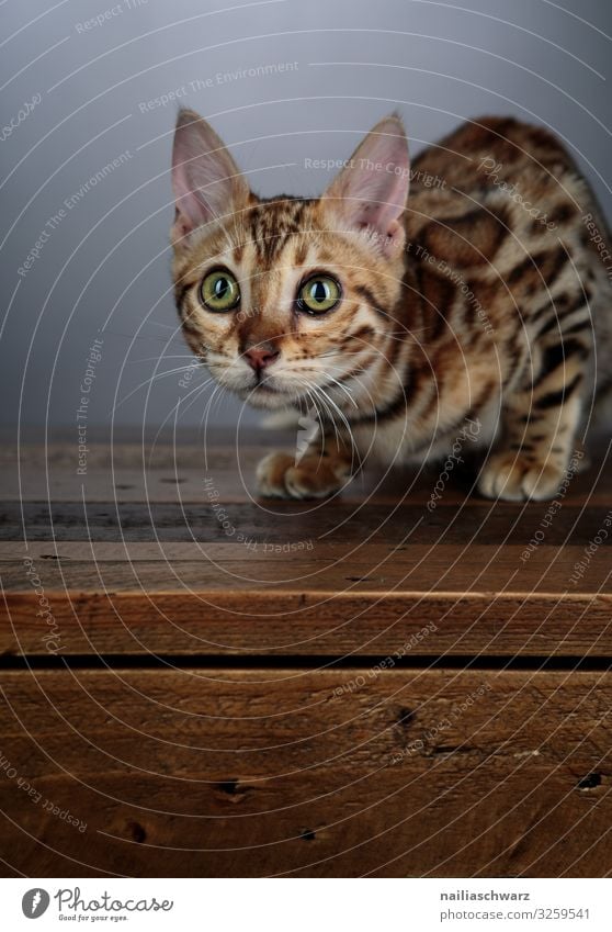 bengal cat Lifestyle Warmth Animal Pet Cat Animal face Bengali Cat 1 Baby animal Table Wooden table Observe Lie Looking Wait Brash Curiosity Cute Beautiful Soft