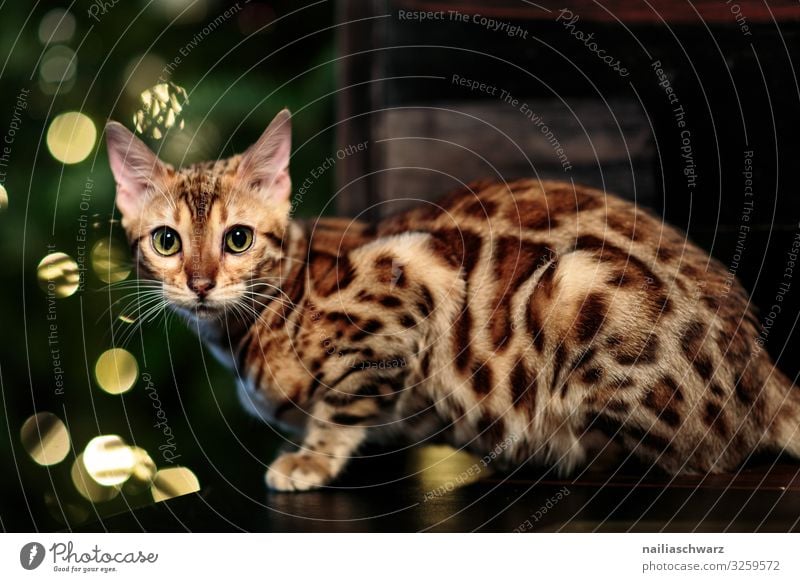 Bengal Cat and Christmas Tree Lifestyle Living or residing Flat (apartment) Feasts & Celebrations Christmas & Advent New Year's Eve Animal bengal cat