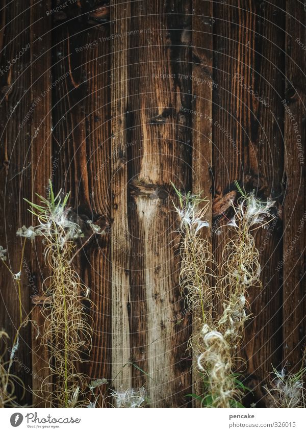On the lookout Nature Plant Grass Bushes Wild plant Hut Facade Wood Moody Thirst Seeds Wood grain Wooden board Autumn Drought Bad guy Face Old Rustic Looking