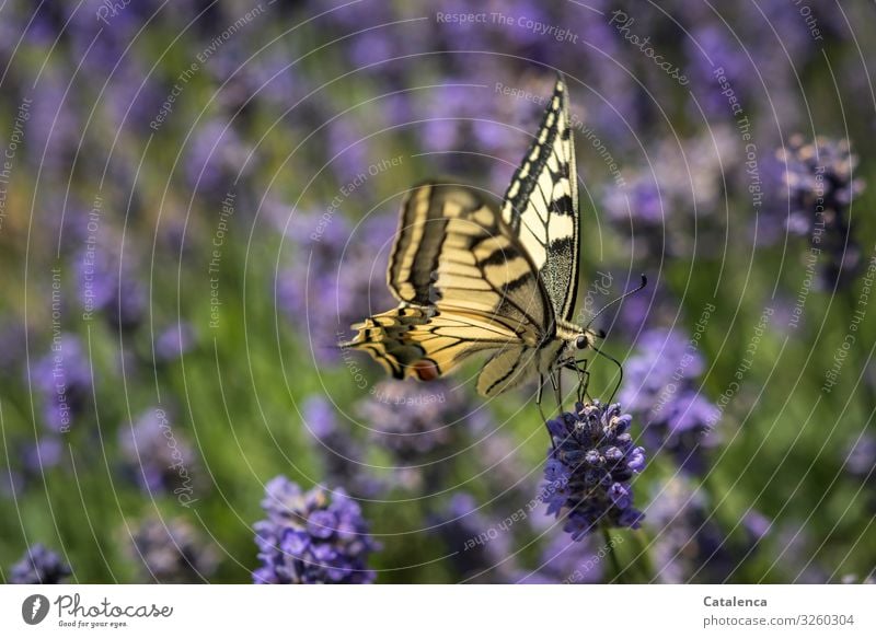 Swallowtail on a lavender flower Nature fauna flora Animal Butterfly Plant Lavender Blossom blossom fragrances fade Garden Day Daylight Green Yellow purple