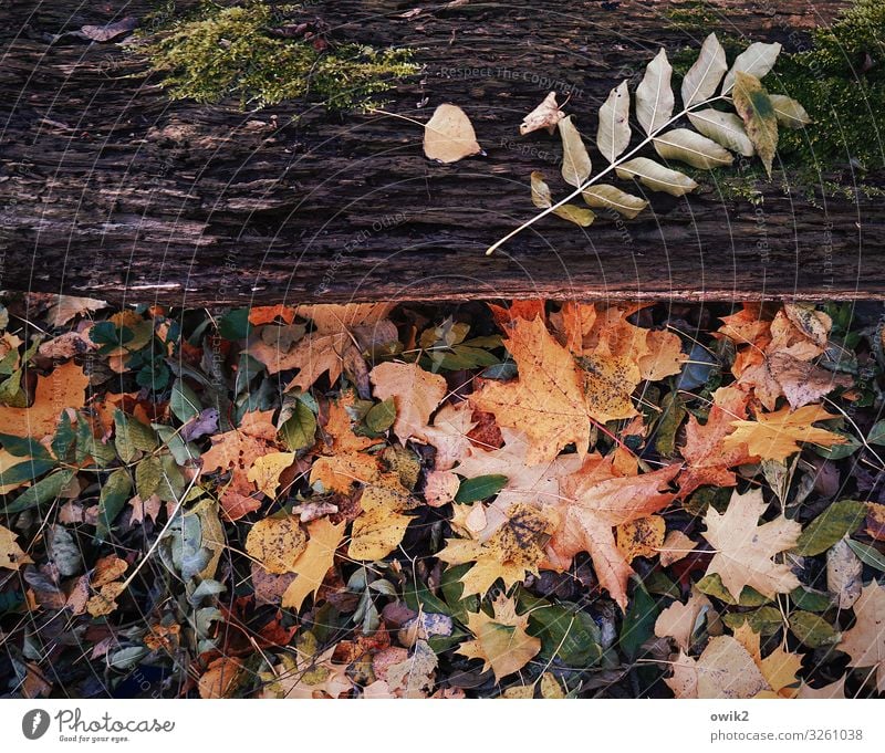 Ephemeral Environment Nature Landscape Autumn Beautiful weather Leaf Tree trunk Wood Dry Under Multicoloured Idyll Transience Autumn leaves Moss Colour photo