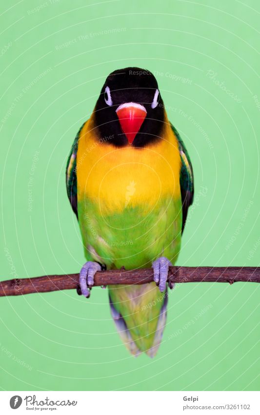 Beautiful lovebird on a branch Exotic Happy Summer Sun Human being Zoo Nature Animal Pet Bird Love Friendliness Small Funny Yellow Green Appetite Colour
