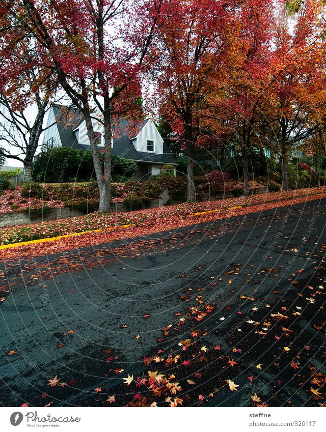 In summer, after summer. Nature Autumn Rain Tree eugene USA Small Town Detached house Street Esthetic Idyll Autumn leaves Leaf Colour photo Multicoloured