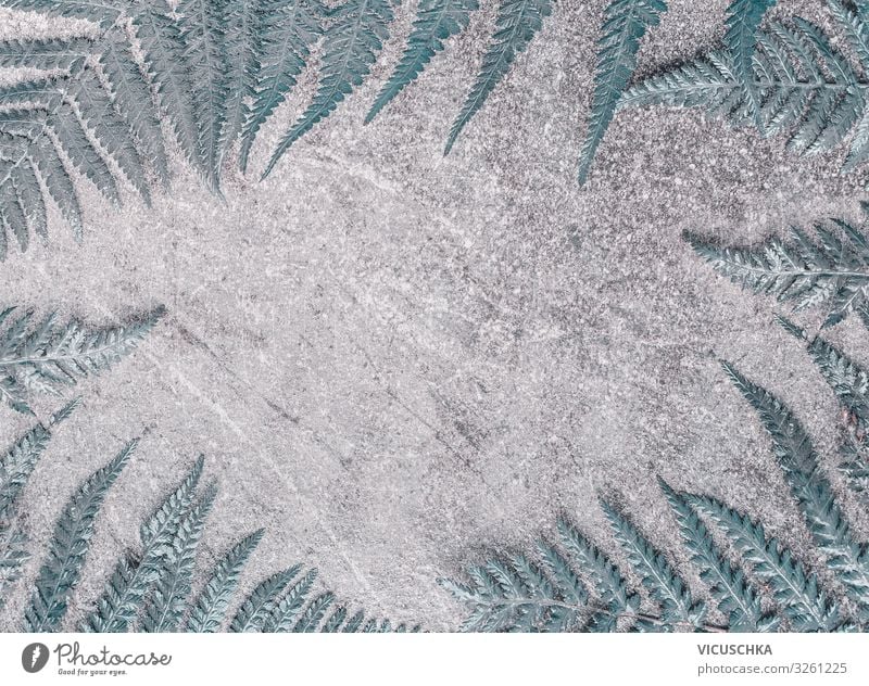 Pastel color fern leaves at gray stone background. Top view. Flat lay. Frame pastel top view flat lay frame grunge surface modern blue trend botany trendy