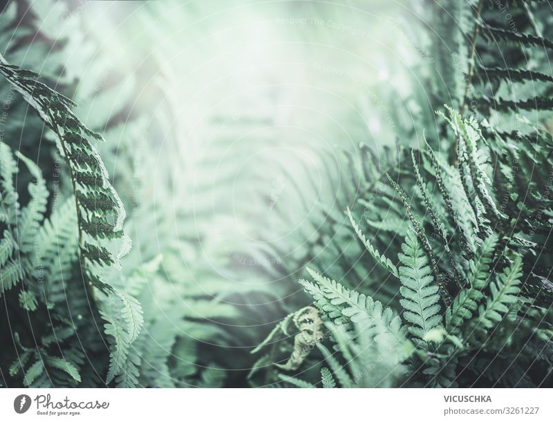 Tropical fern background of jungle nature tropical evergreen moody outdoor fern leaves bush green leaf background rainforest beautiful natural foliage