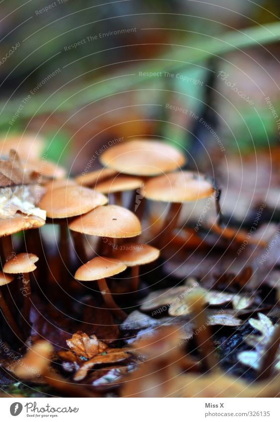 mushrooms Food Plant Autumn Forest Growth Mushroom Woodground Autumn leaves Early fall Honey fungus Colour photo Exterior shot Close-up Deserted Copy Space top