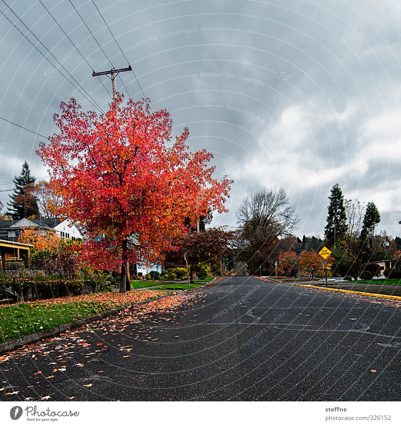 Summer is overrated Clouds Autumn Tree eugene USA Small Town House (Residential Structure) Street Road sign Beautiful Deserted Calm Multicoloured Colour photo