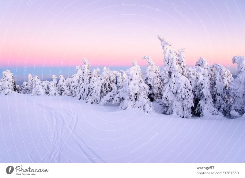Brocken summit in winter VIII Nature Landscape Plant Sky Cloudless sky Winter Tree Spruce Spruce forest Forest Mountain Harz Tall Cold Blue Violet White Peak