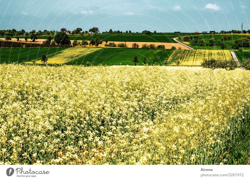 Rapeseed on agricultural land in the Heckengäu Canola Canola field Spring Agriculture Field Plant Nature Environment Agricultural crop Landscape