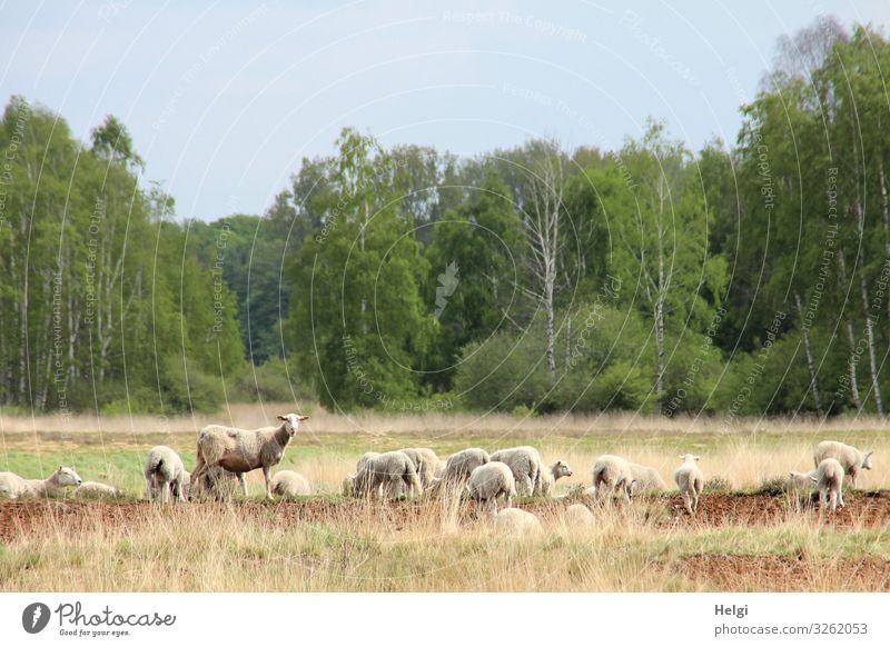 Sheep foraging in a moorland Environment Nature Landscape Plant Animal Cloudless sky Spring Beautiful weather Tree Bog Marsh Farm animal Flock Herd To feed