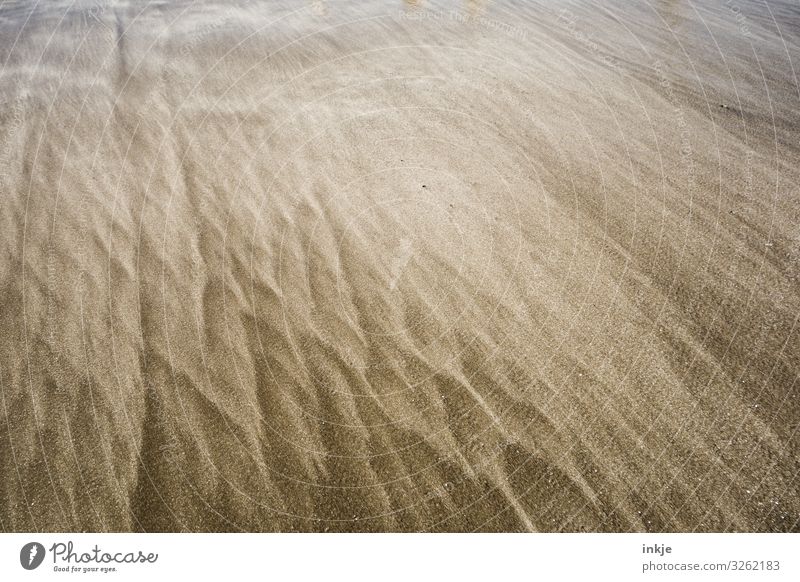 beach Sand Beach Ornament Line Ocean currents Simple Beautiful Brown Movement Colour photo Exterior shot Abstract Pattern Structures and shapes Deserted Day
