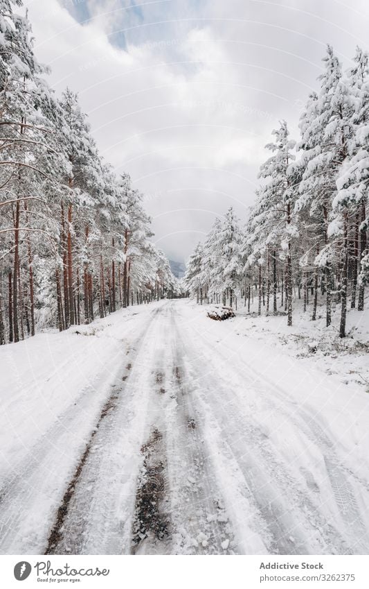 Winter snowy empty country road cloudy gloomy forest tree frozen cold misty nature winter journey season frost fog weather overcast white countryside way trace