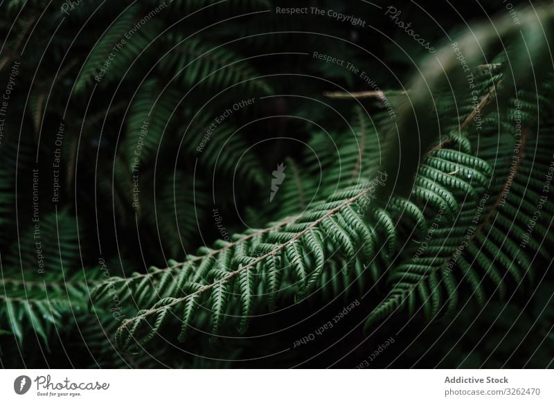 Natural pattern with fern leaves tropical background natural green plant nature new zealand foliage forest botany eco twig beautiful decorative botanic biology