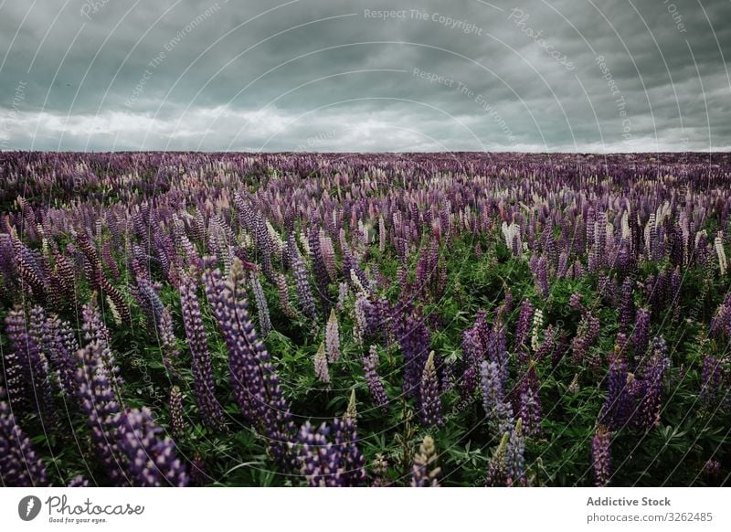Majestic view of field with blooming Lupine flowers in New Zealand lupine landscape overcast nature new zealand cloudy blossom grey summer grass scenic discover