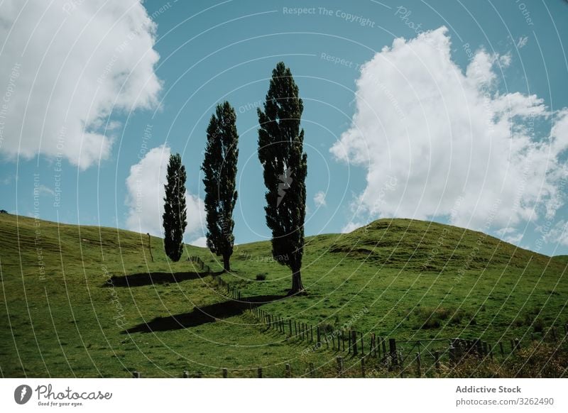 Trees on green hills in New Zealand tree meadow valley cloud new zealand sky blue landscape lombardy poplar calm quiet fence wooden low corral pasture summer