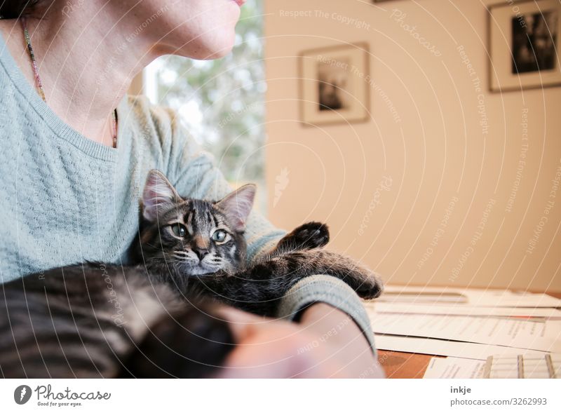 Cat lies in the arms of a woman in the home office Lifestyle Leisure and hobbies Living or residing Desk Screen Woman Adults 1 Human being Pet Animal face
