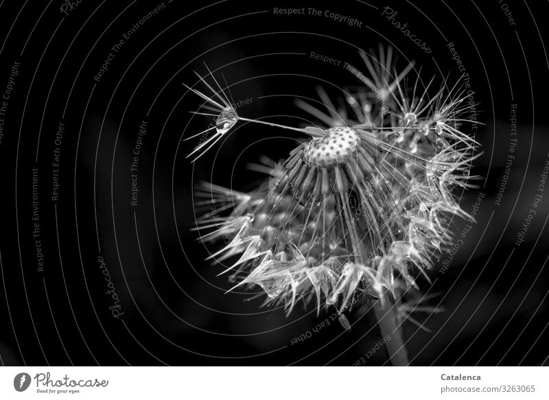 parted Nature Plant Drops of water Bad weather Rain Flower Blossom Dandelion Garden Meadow Faded Authentic Wet Natural Gray Black White Moody Transience Change