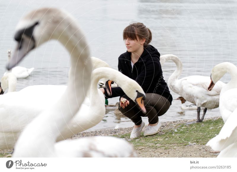 Young woman feeding swans on the shore. Vacation & Travel Tourism Trip Adventure Freedom Beach Human being Feminine Youth (Young adults) Environment Nature