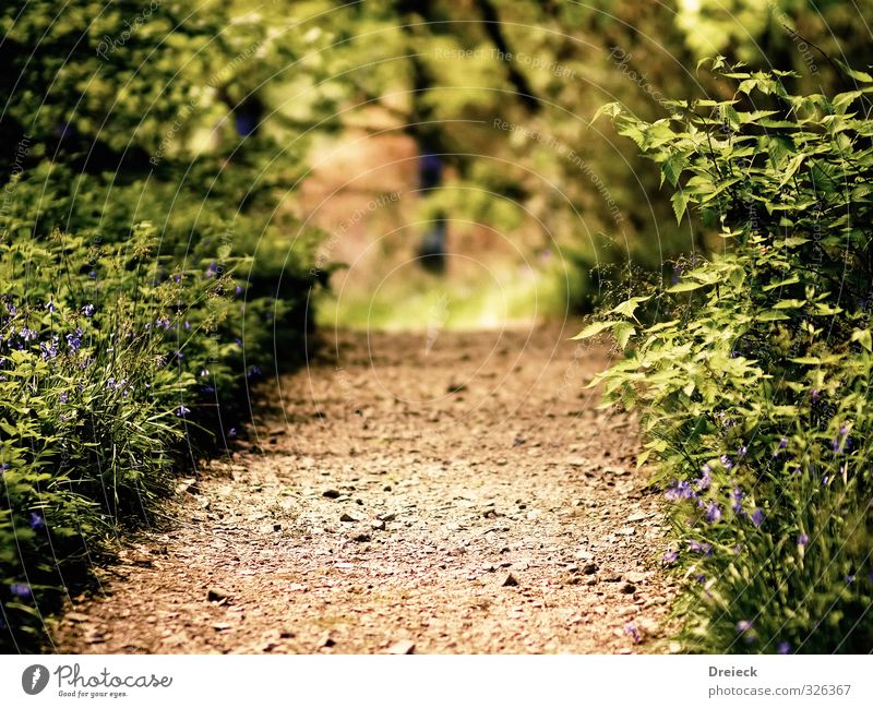 step into ... Hiking Environment Nature Summer Plant Bushes Leaf Foliage plant Wild plant Park Forest Lanes & trails Green Calm Relaxation Colour photo