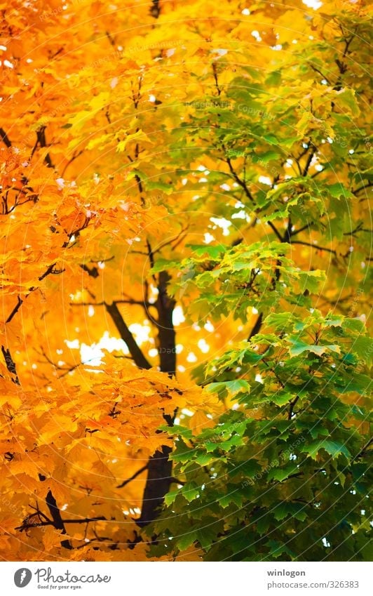 yellowish-green Art Nature Plant Autumn Beautiful weather Tree Leaf Autumnal colours Play of colours Colour Yellow Green Autumn leaves Garden Park Forest