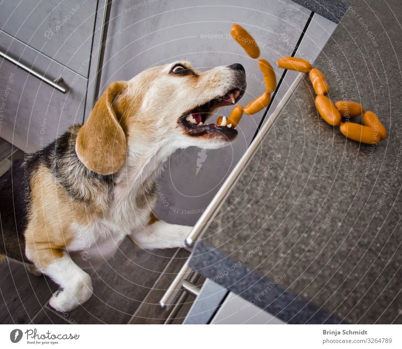 A cheeky Beagle steals sausages in the kitchen. Sausage Kitchen Pet Dog Animal face 1 Eating Catch To feed Feeding Hunting Laughter Brash Happiness Delicious