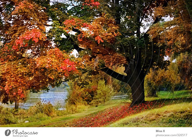 Autumn Relaxation Calm Nature Beautiful weather Tree Park Moody Colour Idyll Transience Autumn leaves Autumnal Autumnal colours Autumnal landscape River bank
