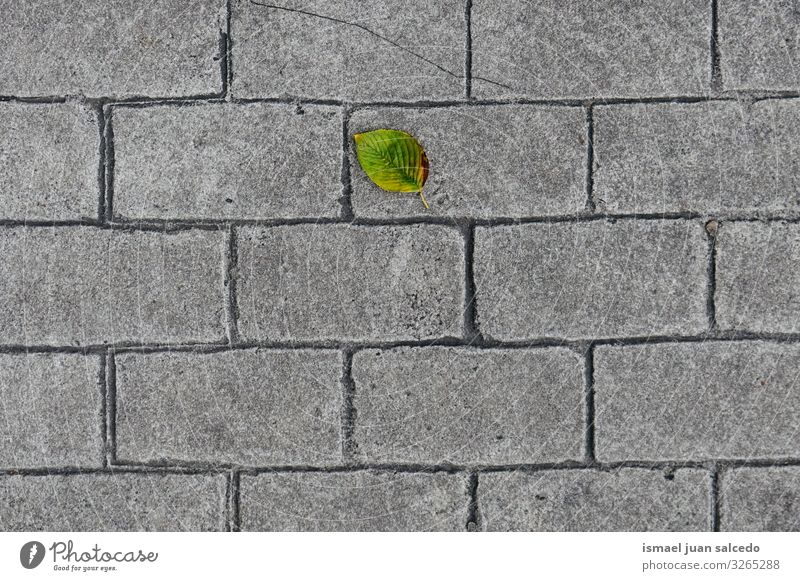 green leaf on the gray ground Leaf Green Loneliness Isolated (Position) Ground Gray Nature Natural Exterior shot Background picture Consistency Fragile Autumn