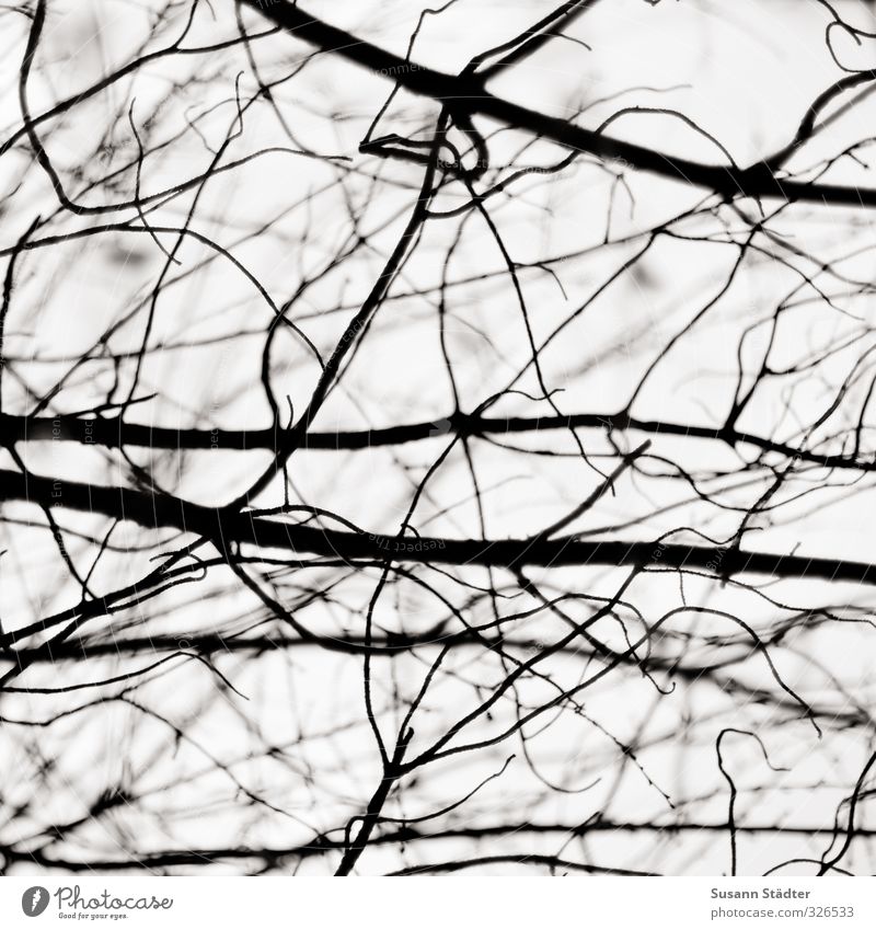 network Nature Embrace Branch Branched Network Muddled Wired Tree Twigs and branches Chaos Line Pattern stop Black & white photo Exterior shot Abstract