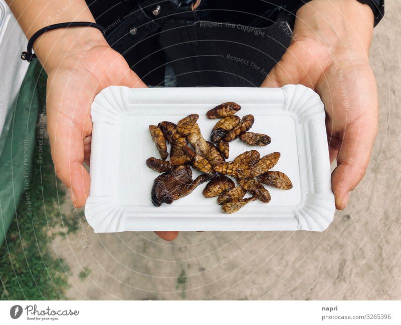 snack Nutrition Finger food Insect Feminine 1 Human being Eating Exceptional Disgust Exotic Healthy Delicious Survive Future Silk moth Snack deep-fried