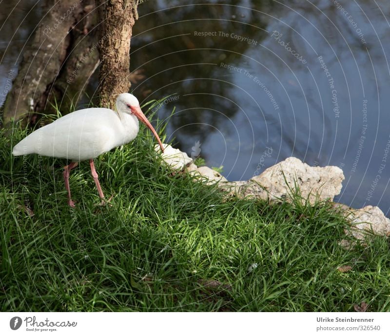 Whiteness III Landscape Plant Animal Spring Grass Park Meadow Coast River bank Wild animal Bird Zoo Heron 1 Observe Stand Wait Natural Curiosity Watchfulness