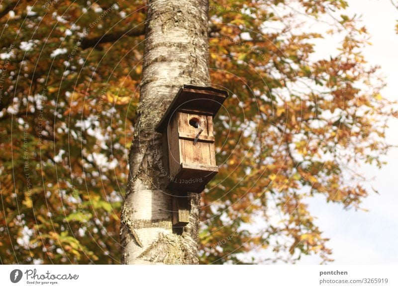 Birdhouse hangs on the tree in autumn Environment Nature Autumn bushes flaked Garden Park birds wood Responsibility Attentive Calm Birch tree Protection Safety