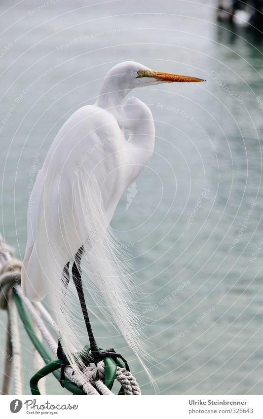 Proud Habitus Animal Water Coast Wild animal Bird Great egret 1 Stand Wait Elegant Beautiful White Watchfulness Pride posture Feather Smoothness Delicate Beak