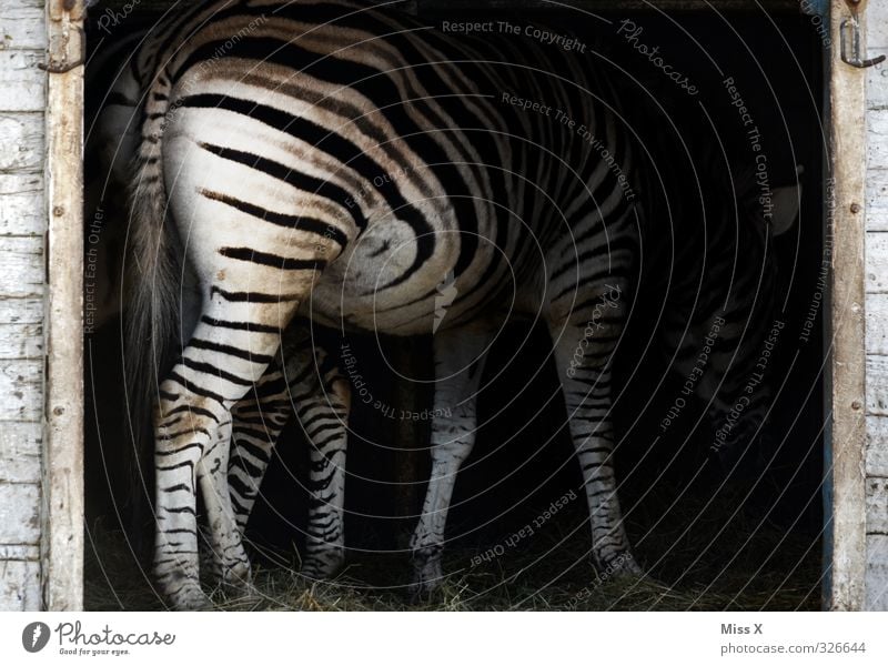 zebrafish Animal Wild animal 1 To feed Black & white photo Striped Zebra Hay Pattern Deserted Animal portrait Rear view