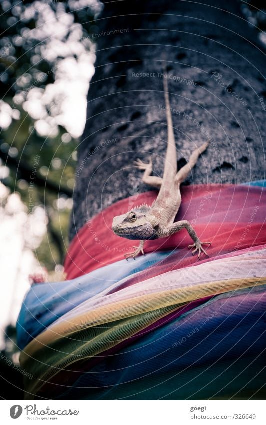 Reptile on tree Nature Plant Animal Tree Reptiles Agamidae 1 Observe Wait Exotic Thorny Wild Love of animals Patient Rag Coil wraparound garment Colour photo