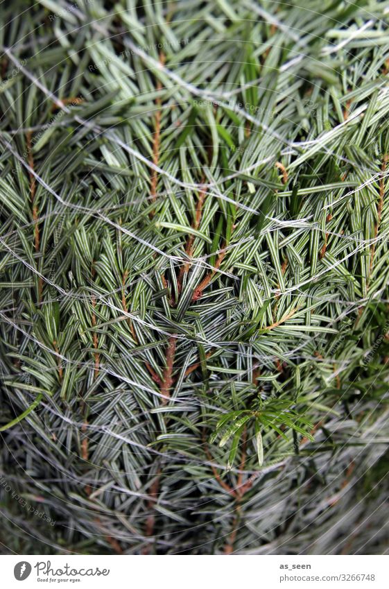 Needles in the net Christmas & Advent Plant Tree Fir tree Spruce Christmas tree Fir branch Fir needle Sign Authentic Fresh Near Natural Green Fragrance Colour