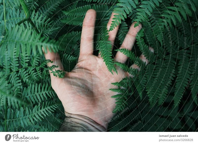 man hand touching the green ferns feeling the nature Hand Plant Green Fingers body part Emotions Touch Sense of touch Garden Floral Nature Natural Fresh