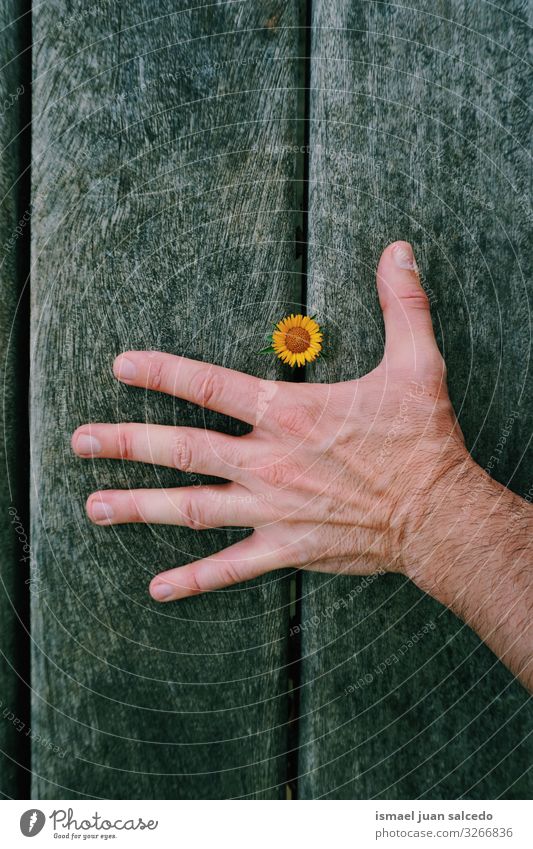 man hand and beautiful yellow flower Hand Flower Yellow Fingers body part Blossom leave Plant Garden Floral Nature Decoration Fresh Exterior shot Romance