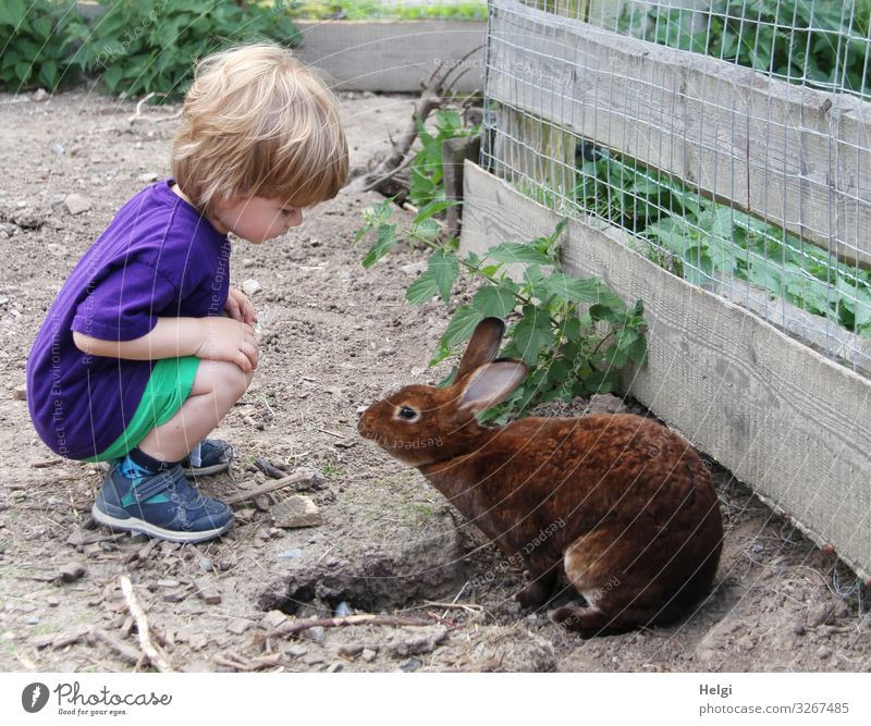little boy squats in an outdoor enclosure and looks at a brown rabbit Human being Masculine Toddler Infancy 1 1 - 3 years Environment Nature Plant Animal Summer