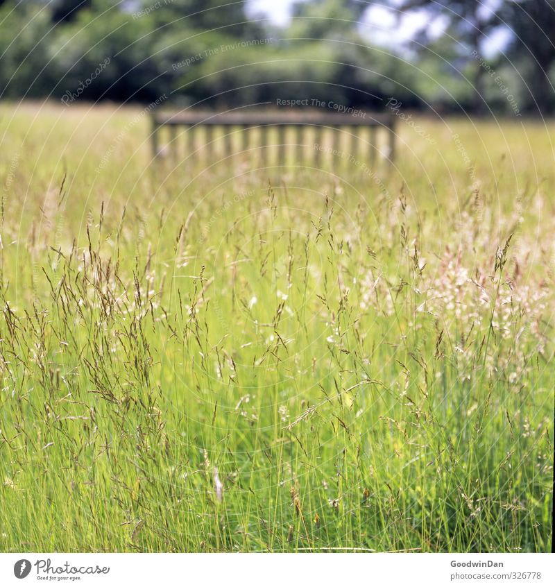 Barefoot through the grass. Environment Nature Plant Elements Bushes Park Meadow Movement Fragrance Free Beautiful Many Warmth Moody Colour photo Exterior shot