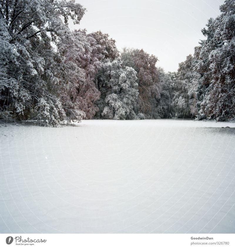 Ankle deep. Environment Nature Winter Climate Weather Beautiful weather Snow Plant Tree Park Meadow Simple Fantastic Fresh Large Cold Wet Red White Moody