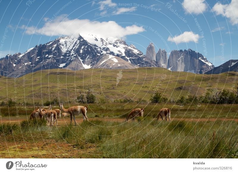 Patagonia / Torres des Paine Nature Landscape Plant Animal Summer Mountain Torrs del Paine Torres del Paine NP Andes Peak Snowcapped peak Llama guanaco