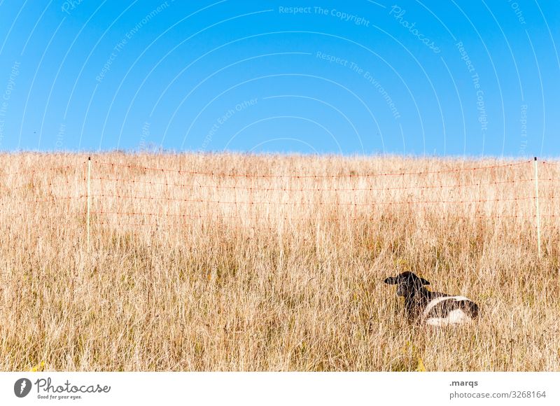 search picture Cloudless sky Beautiful weather Grass Willow tree Dry Hot Lamb Sheep Lie Relaxation Hide Bright