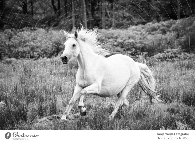 Connemara Pony Freedom Landscape Meadow Animal Horse 1 Walking Athletic Infinity Power Exuberance Black & white photo Exterior shot Day Animal portrait