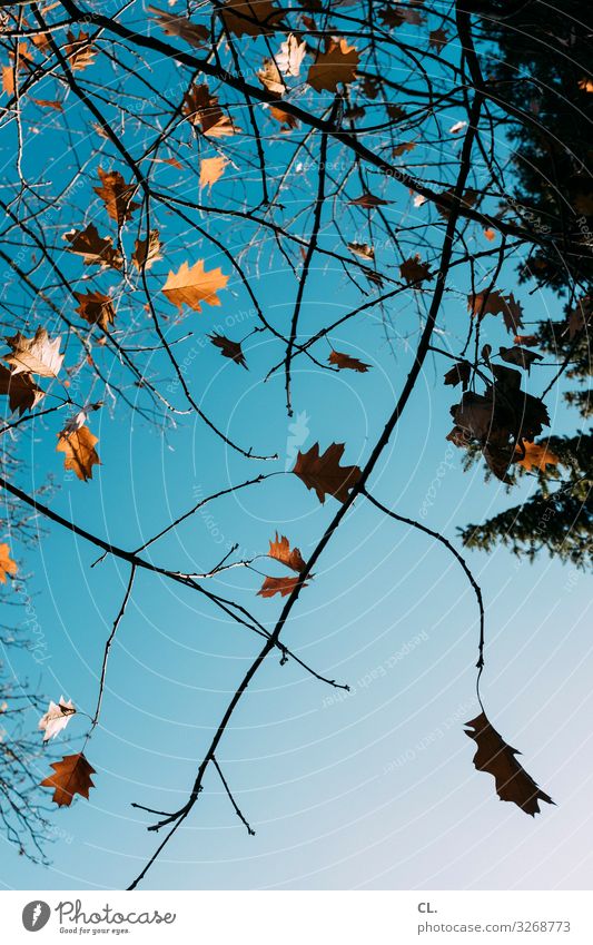 View upwards Environment Nature Sky Cloudless sky Autumn Beautiful weather Tree Leaf Esthetic Colour photo Exterior shot Deserted Day Sunlight Worm's-eye view